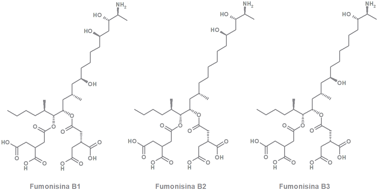 Fumonisina