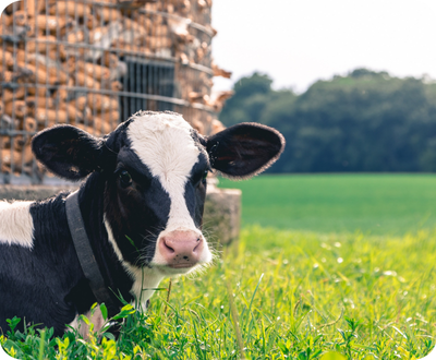 Vaca